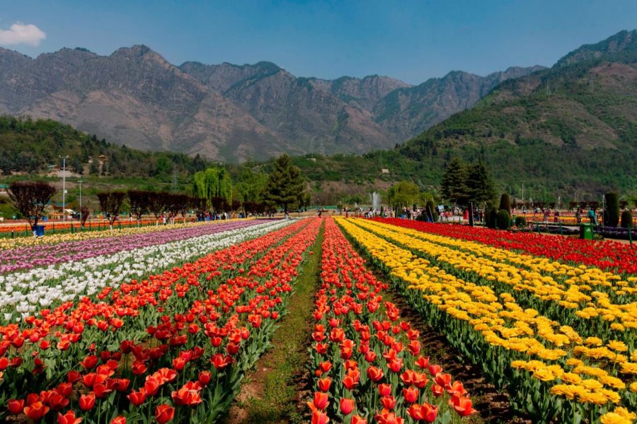 3 Nights 4 Days Kashmir Tour Package