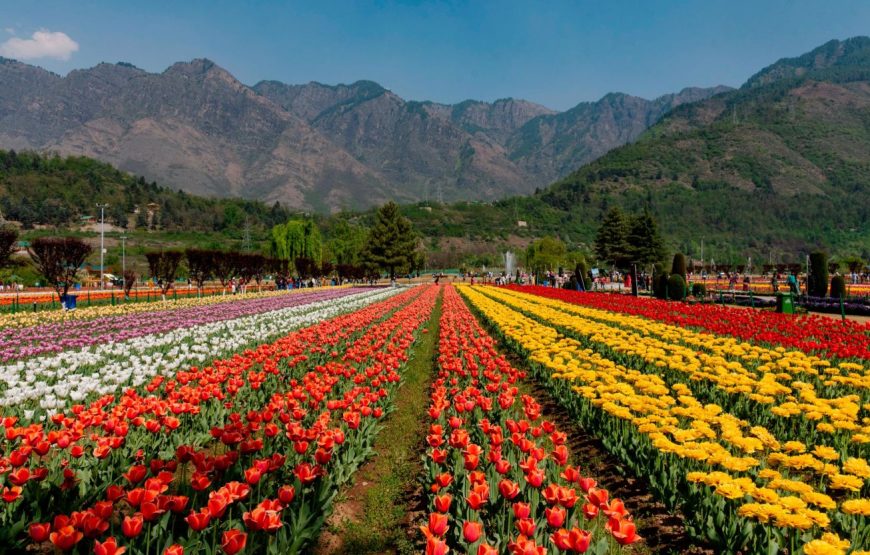 5 Nights & 6 Days Kashmir Tour